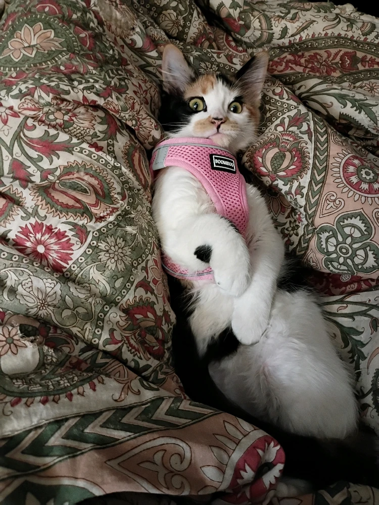 Image uploaded by Gocarramrod