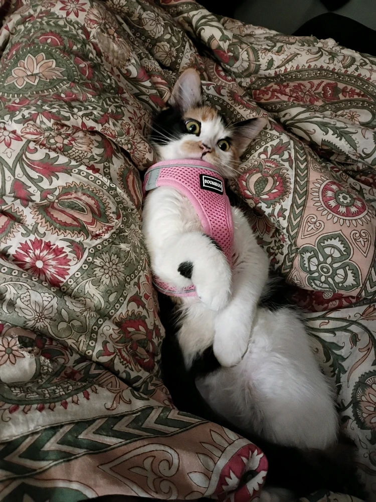 Image uploaded by Gocarramrod