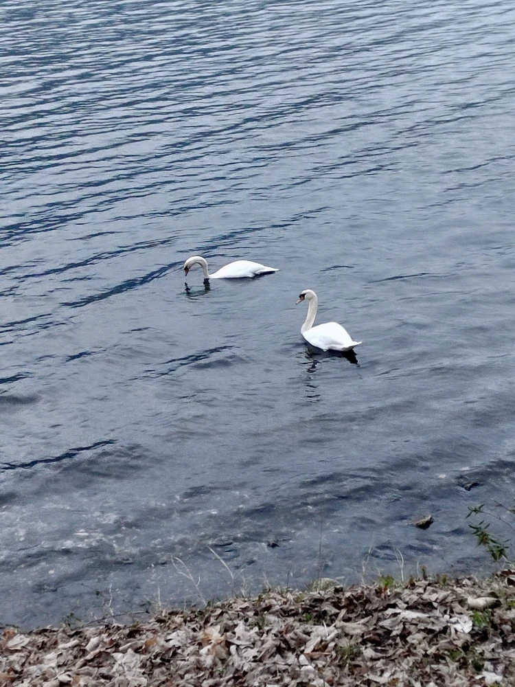 GIF caricata da Momo