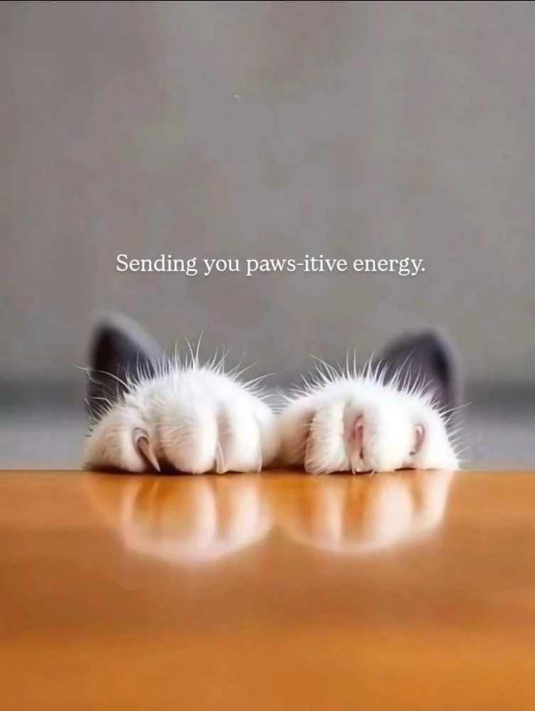 GIF uploaded by Mademoiselle Amy