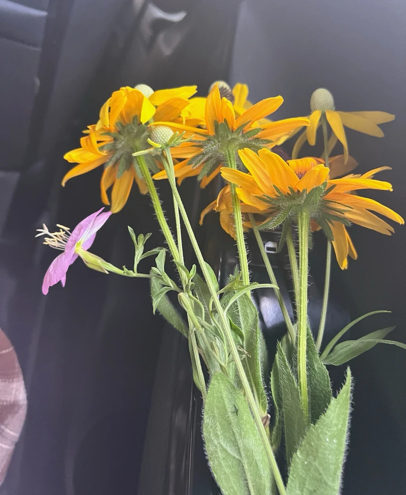 Image uploaded by Nila