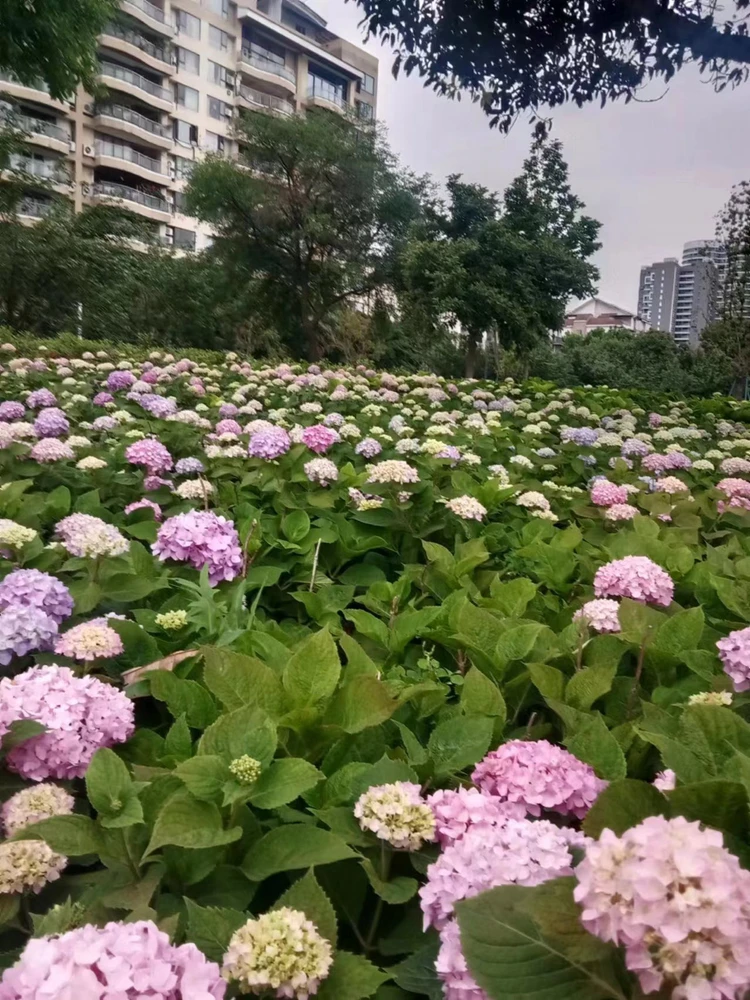 Image uploaded by Nila