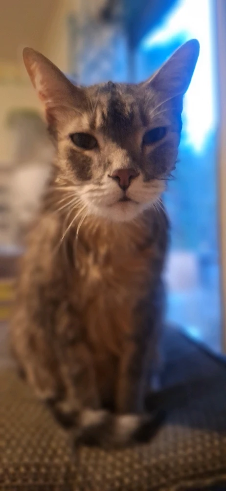 Image uploaded by Collin