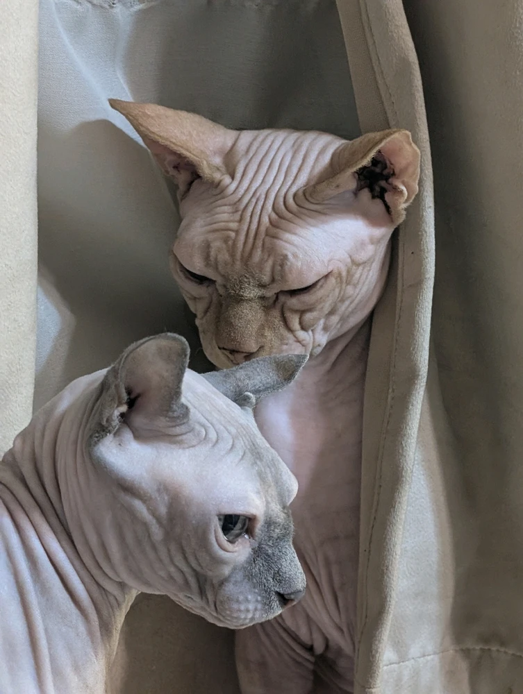 GIF uploaded by Mikhael Air