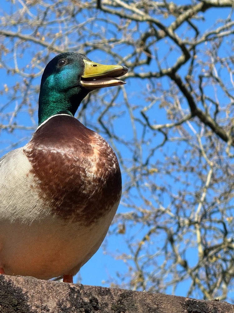 Image uploaded by Aman