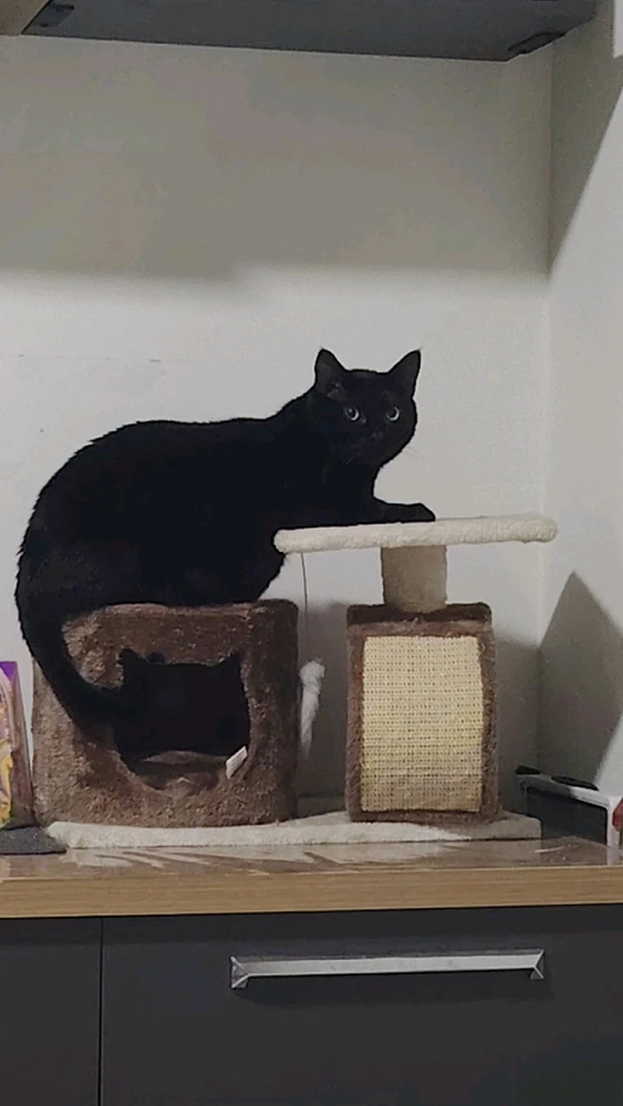 GIF hochgeladen von Envy