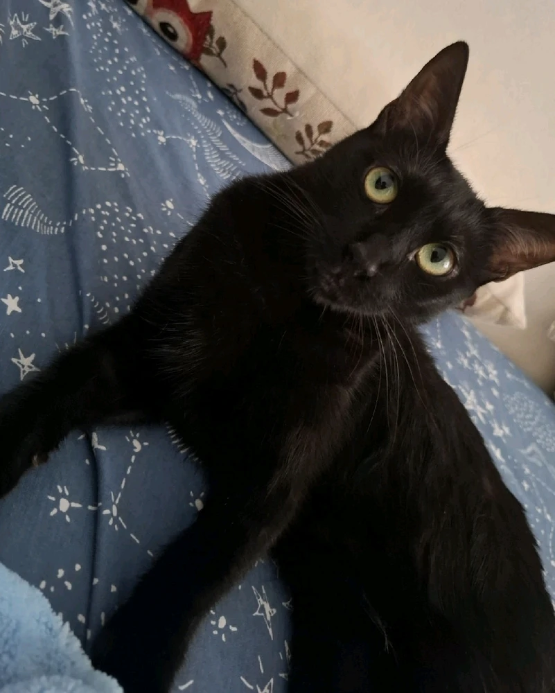 GIF încărcat de Sorina