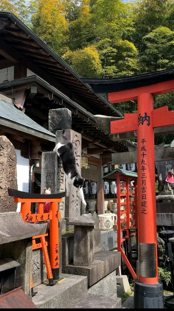 Image uploaded by Gin