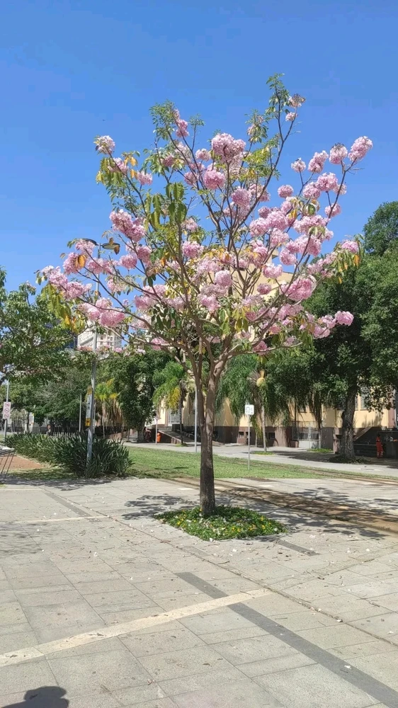 Imagem enviada por Lucas