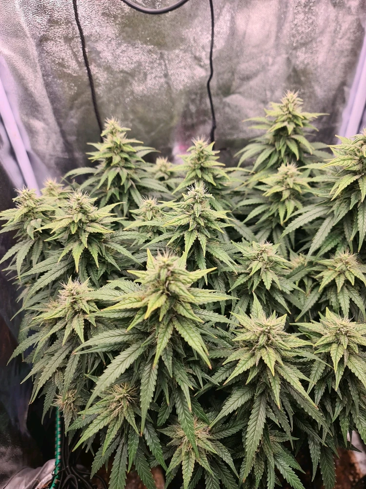 Bild hochgeladen von Shika