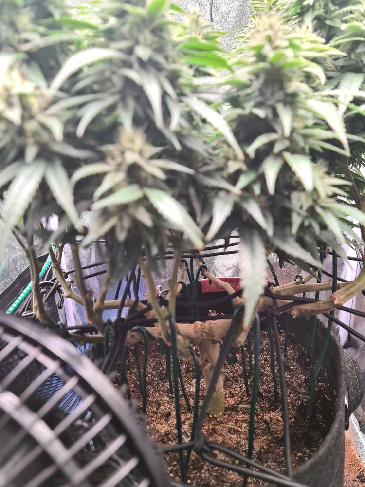 Bild hochgeladen von Shika