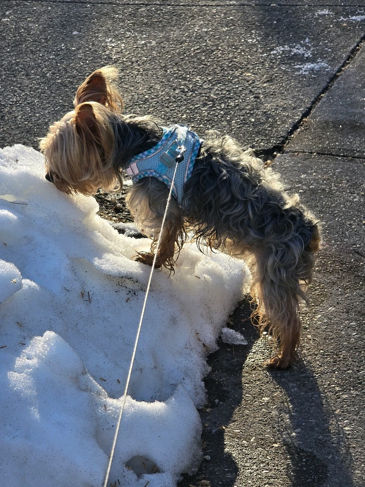 Image uploaded by 《🌹.::Lenöré::.🌹》