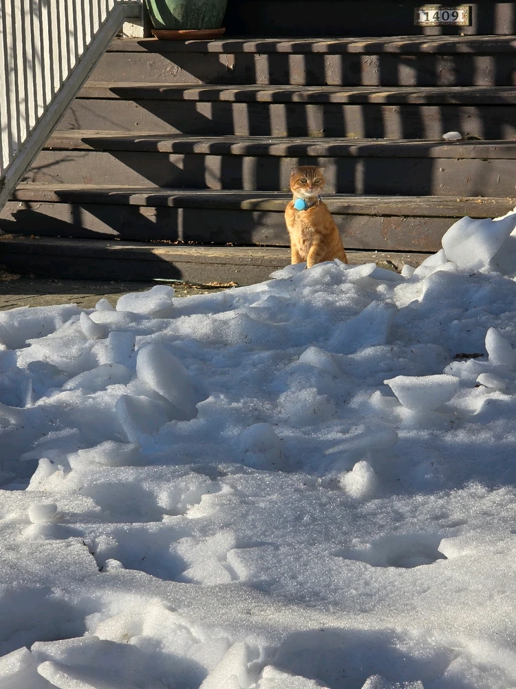 Image uploaded by 《🌹.::Lenöré::.🌹》