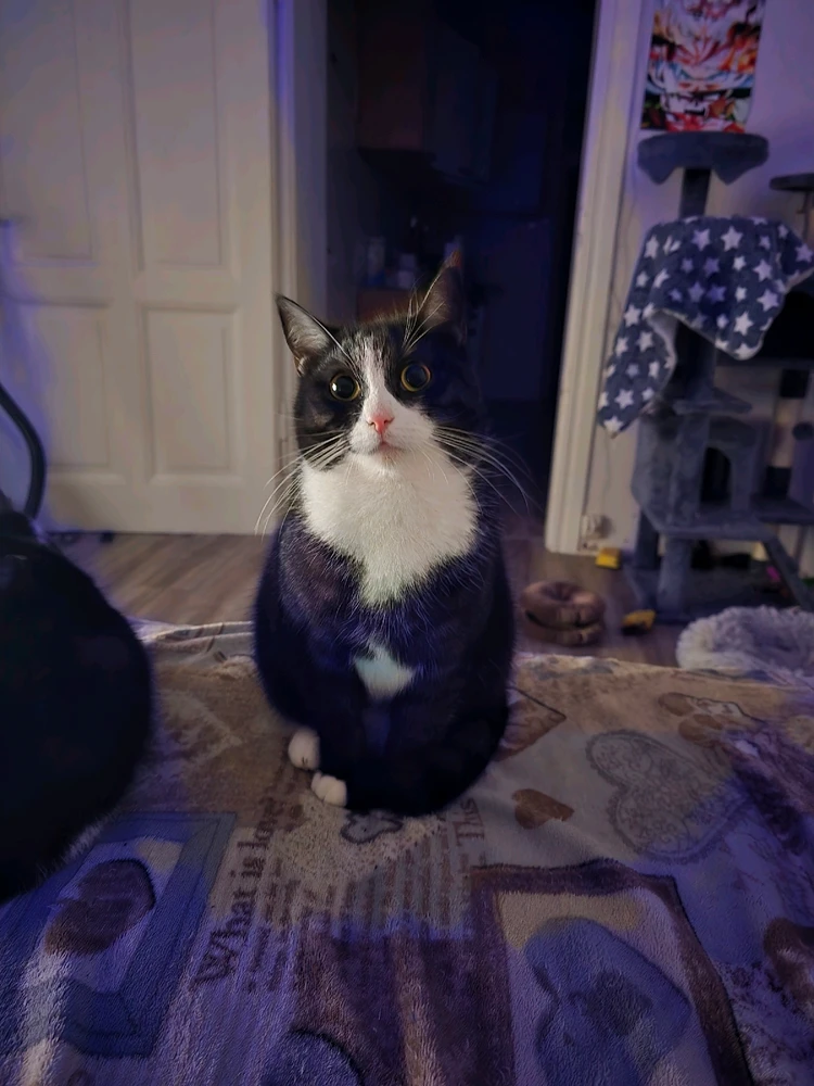 GIF hochgeladen von Gianluca