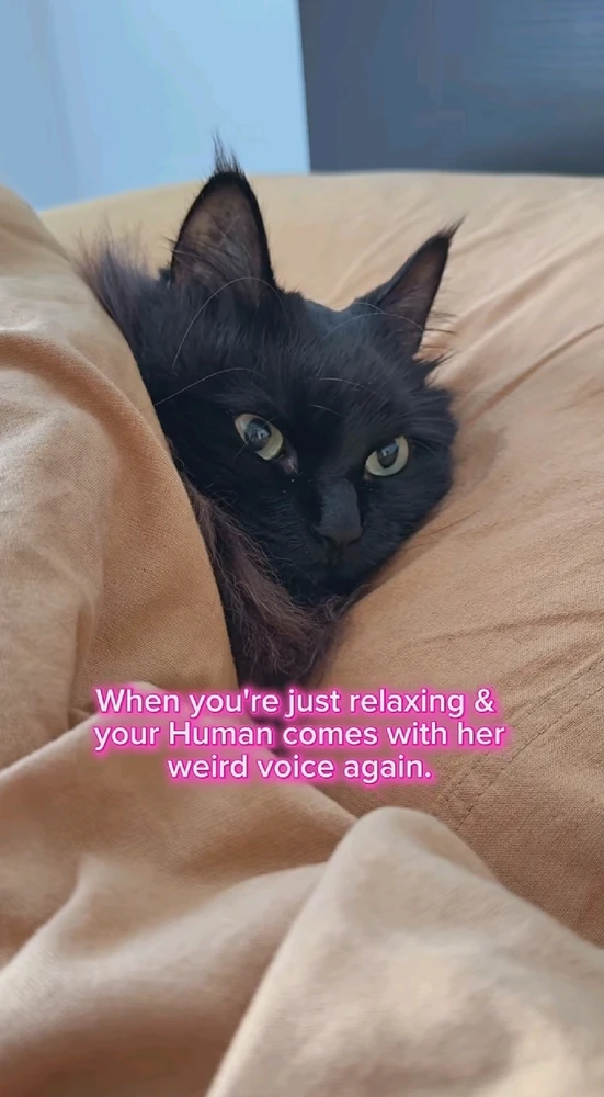 GIF uploaded by Gorgona