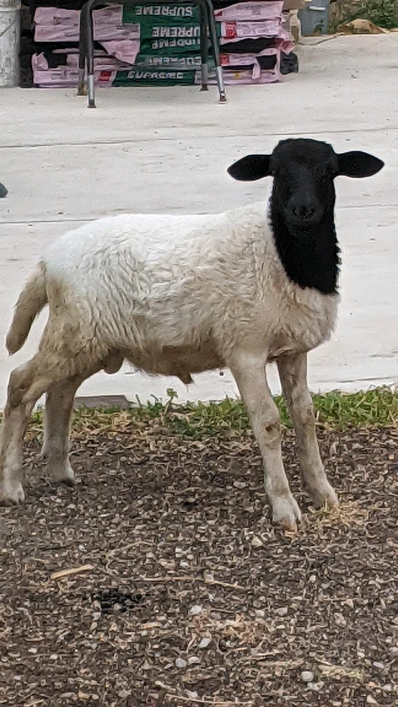 GIF diunggah dening Tyrell