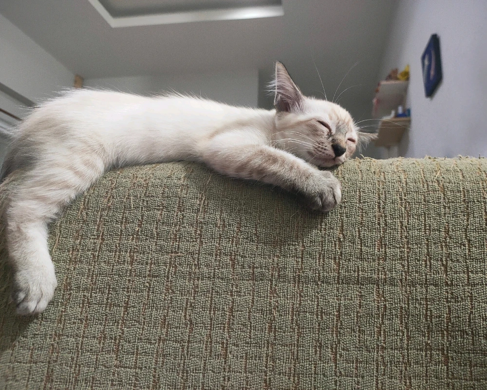 GIF uploaded by Jellyfish