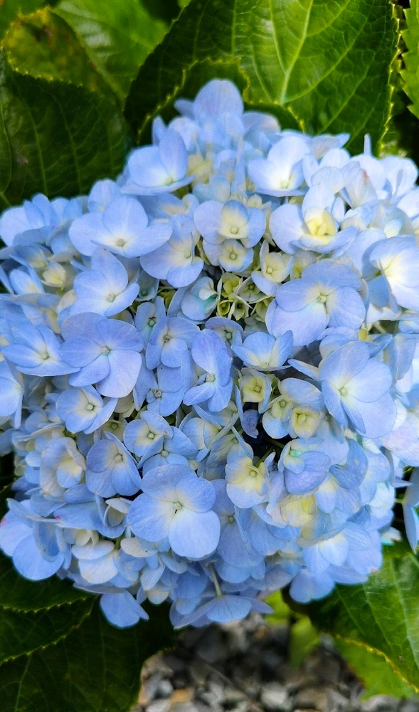 Image uploaded by Aqua