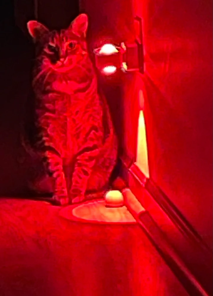 GIF uploaded by bellissima