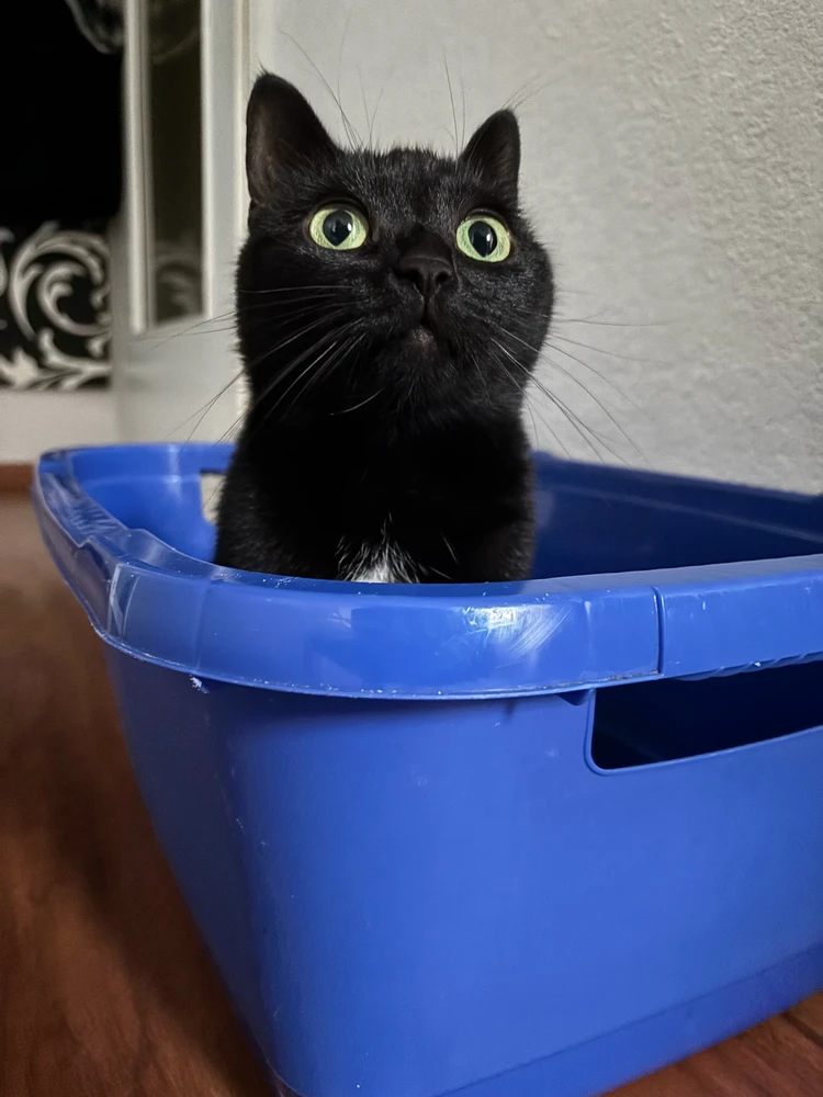 GIF hochgeladen von Pascal