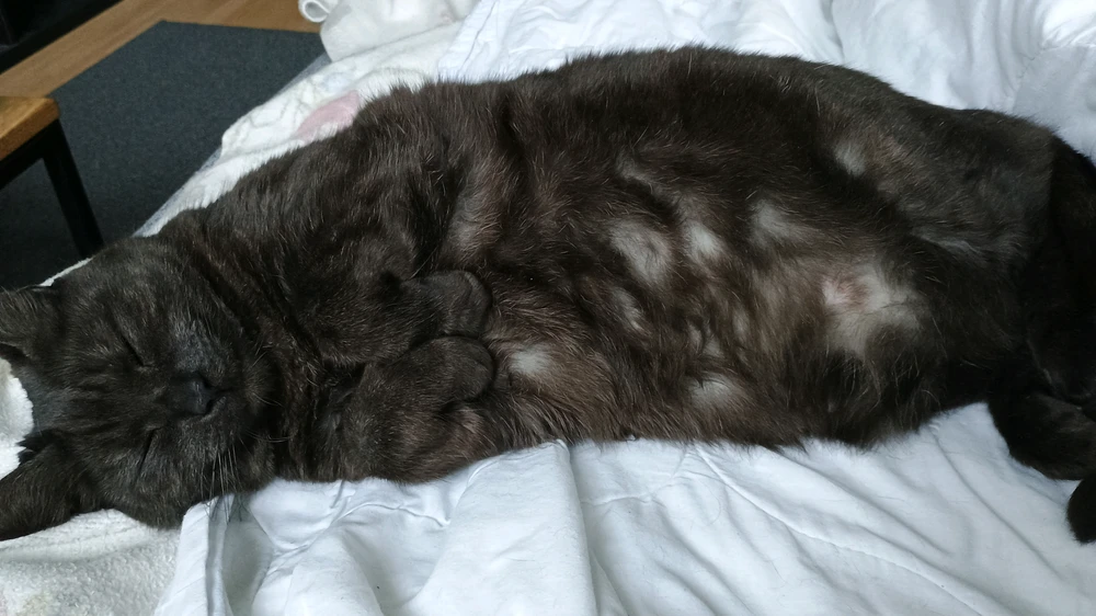 GIF hochgeladen von Christian