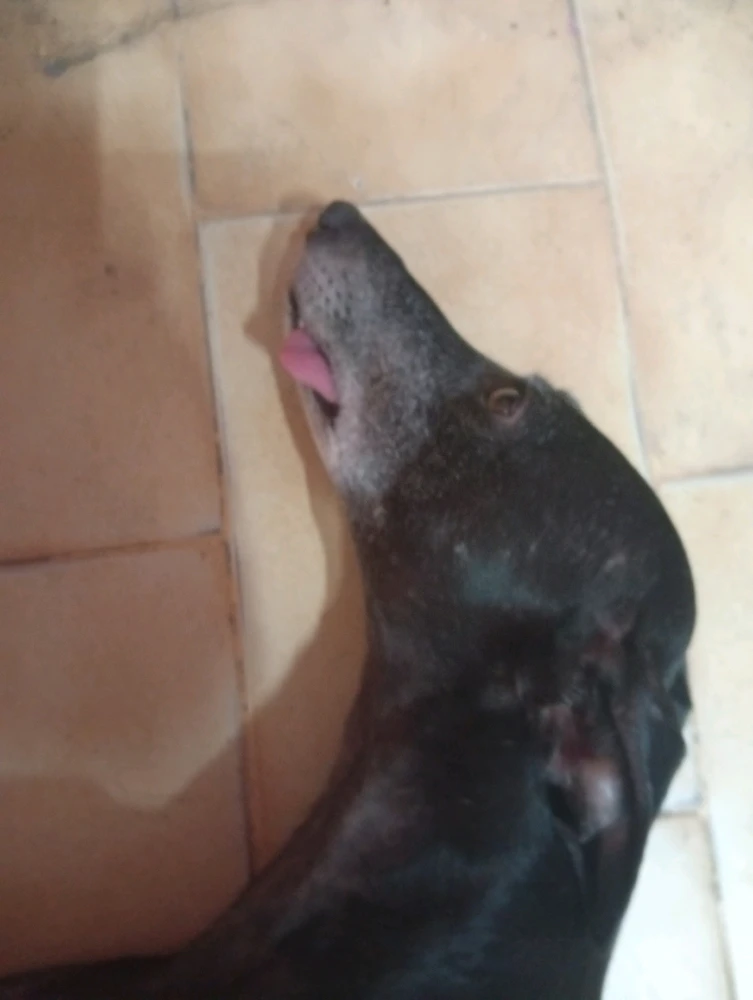 Imagen subida por Dante