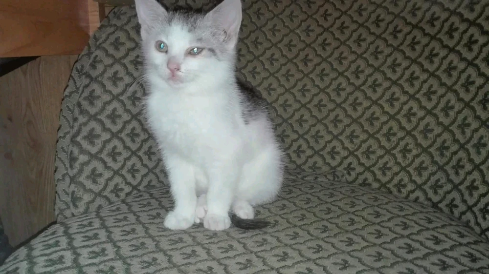 GIF dodany przez Adrian