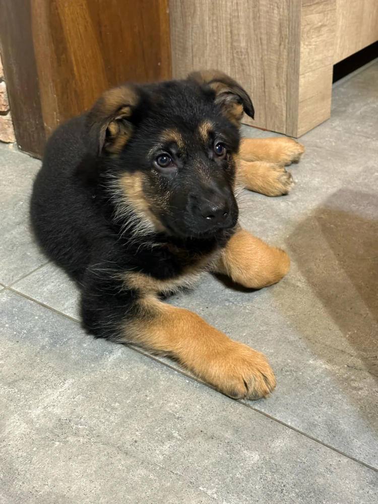 GIF ajouté par Antoine