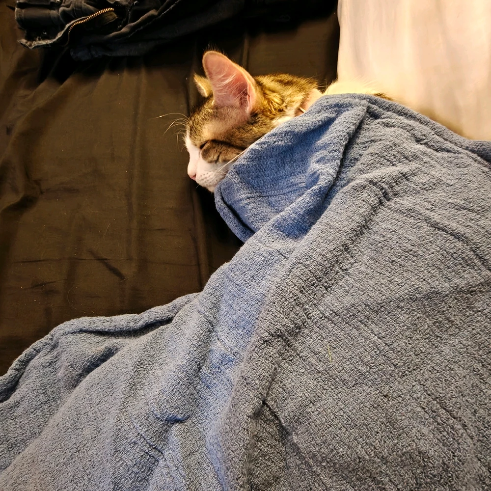 GIF uploaded by Johnny