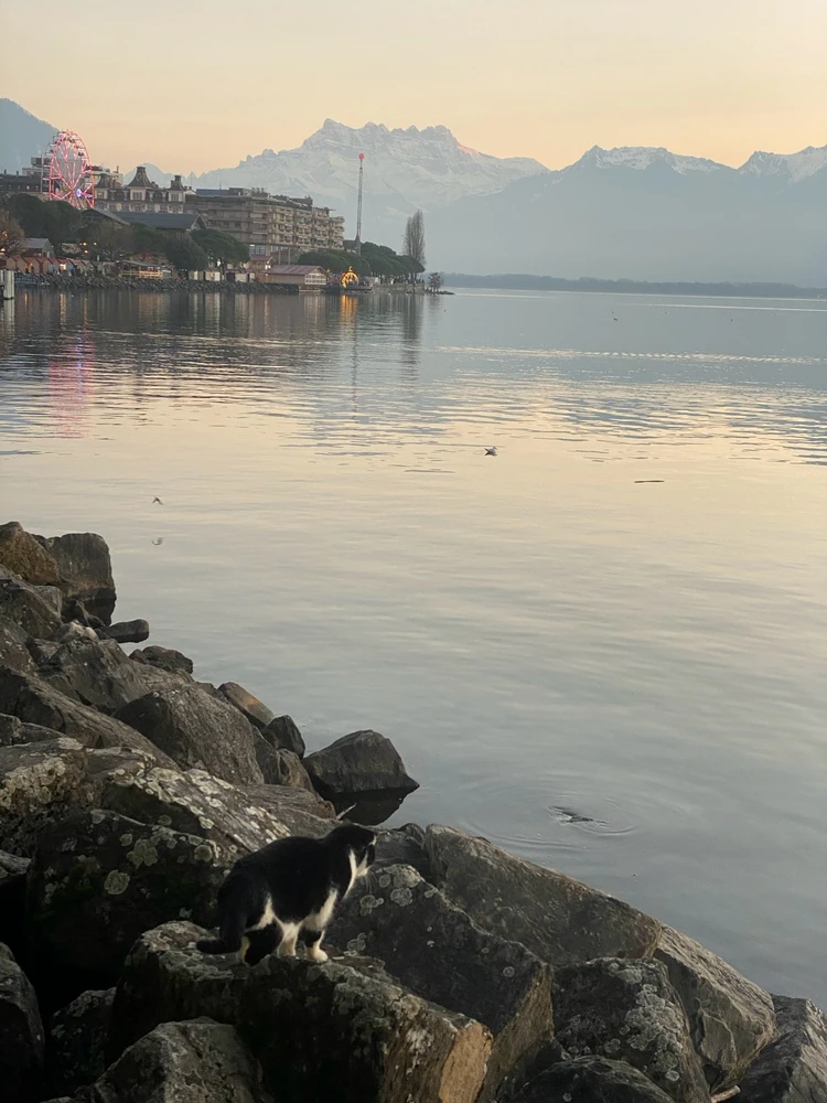 Image uploaded by Stepan