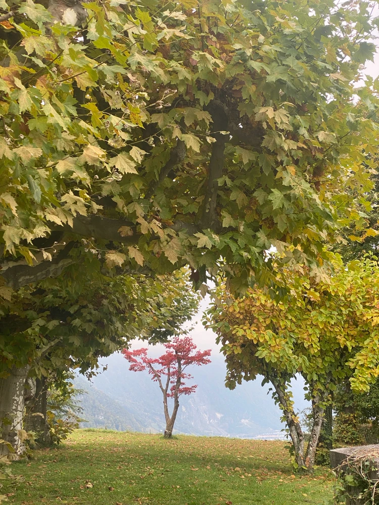 Image uploaded by Stepan