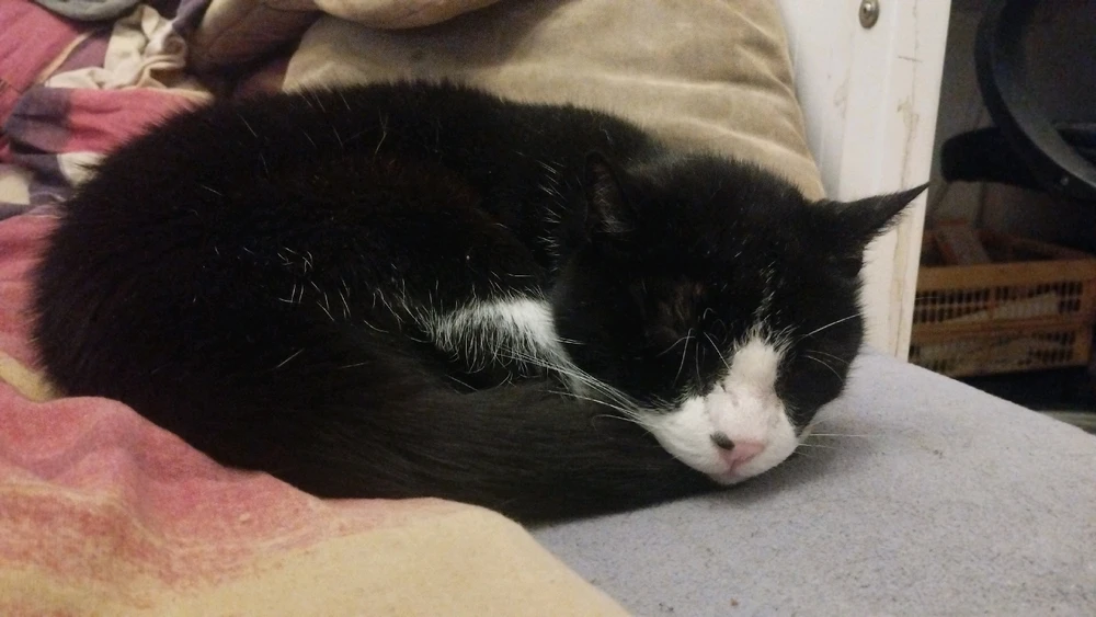 GIF hochgeladen von Marcel