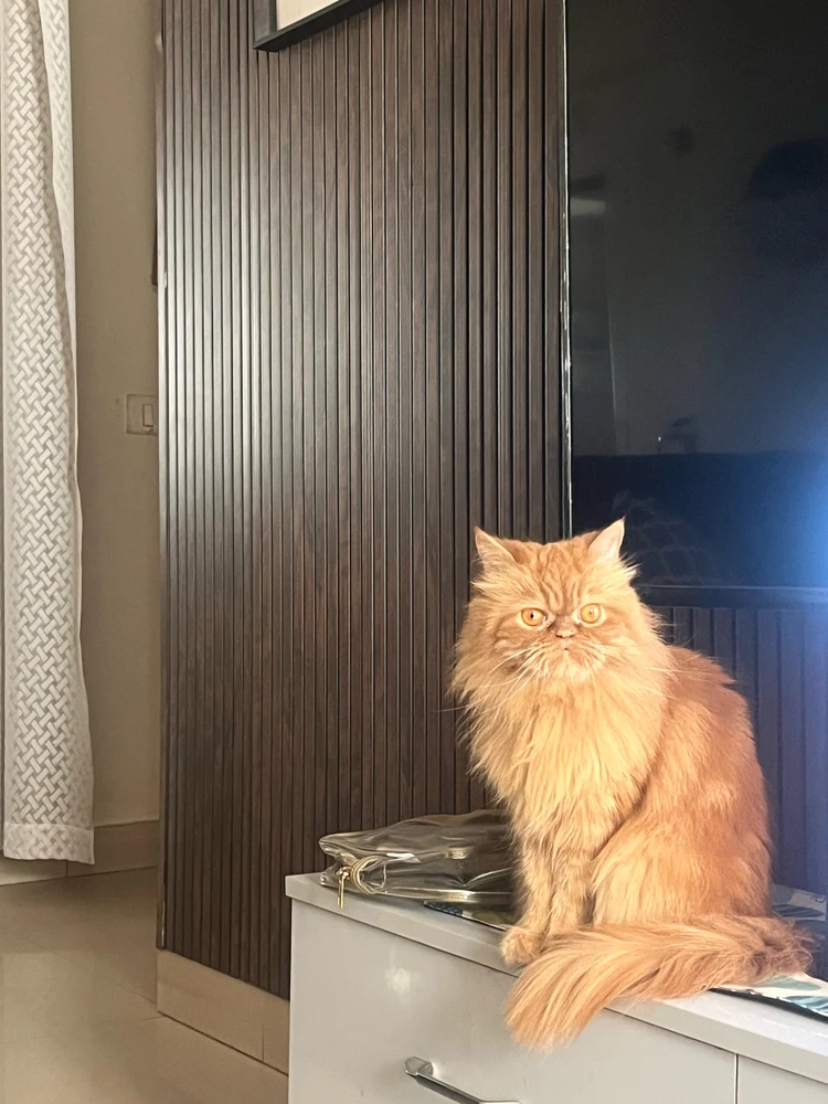 Image uploaded by Sammy