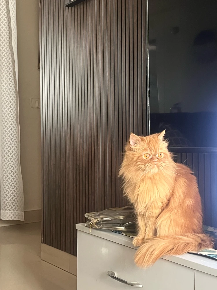 Image uploaded by Sammy