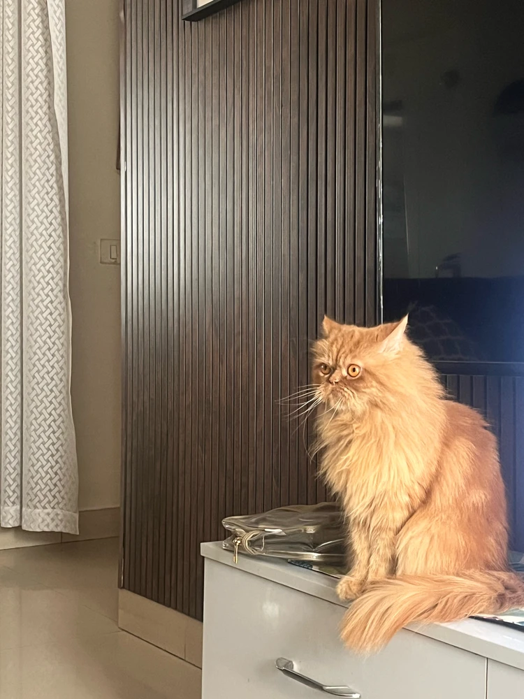 Image uploaded by Sammy