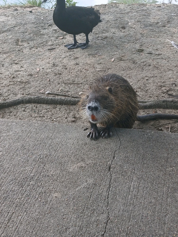 GIF uploaded by Roberto