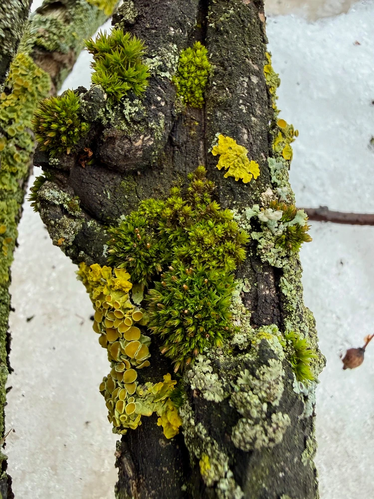 Image uploaded by Alena