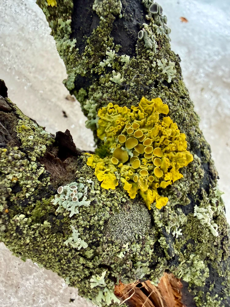 Image uploaded by Alena