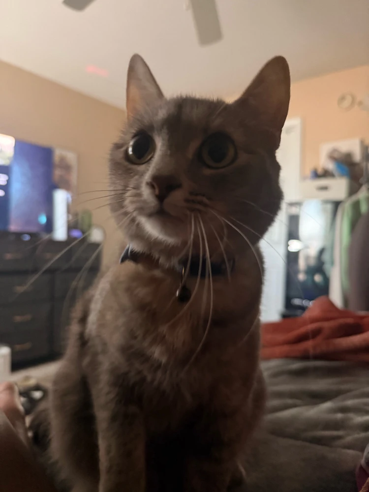 Image uploaded by GoldenChibi