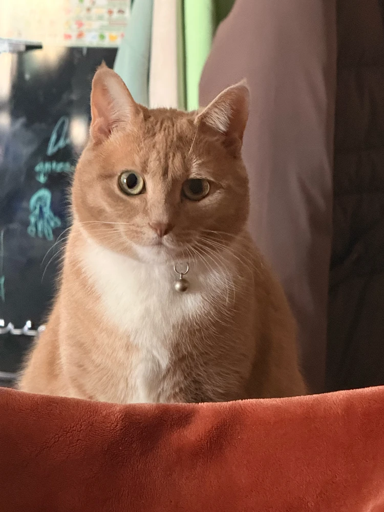 Image uploaded by GoldenChibi