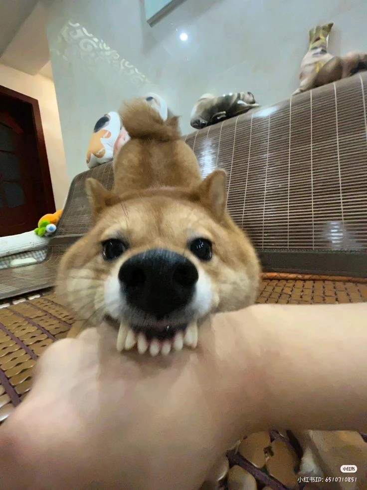 Imagen subida por Zafiro