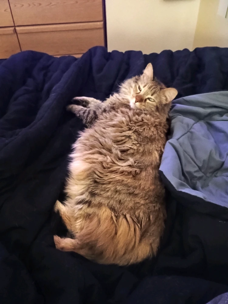 GIF uploaded by Auzzy