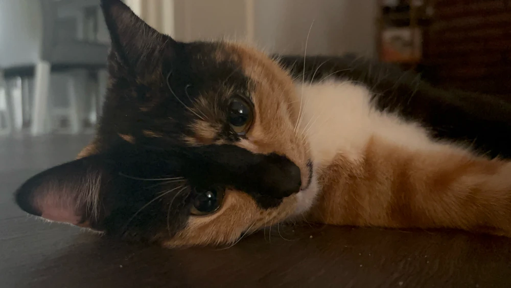 Image uploaded by Soondas