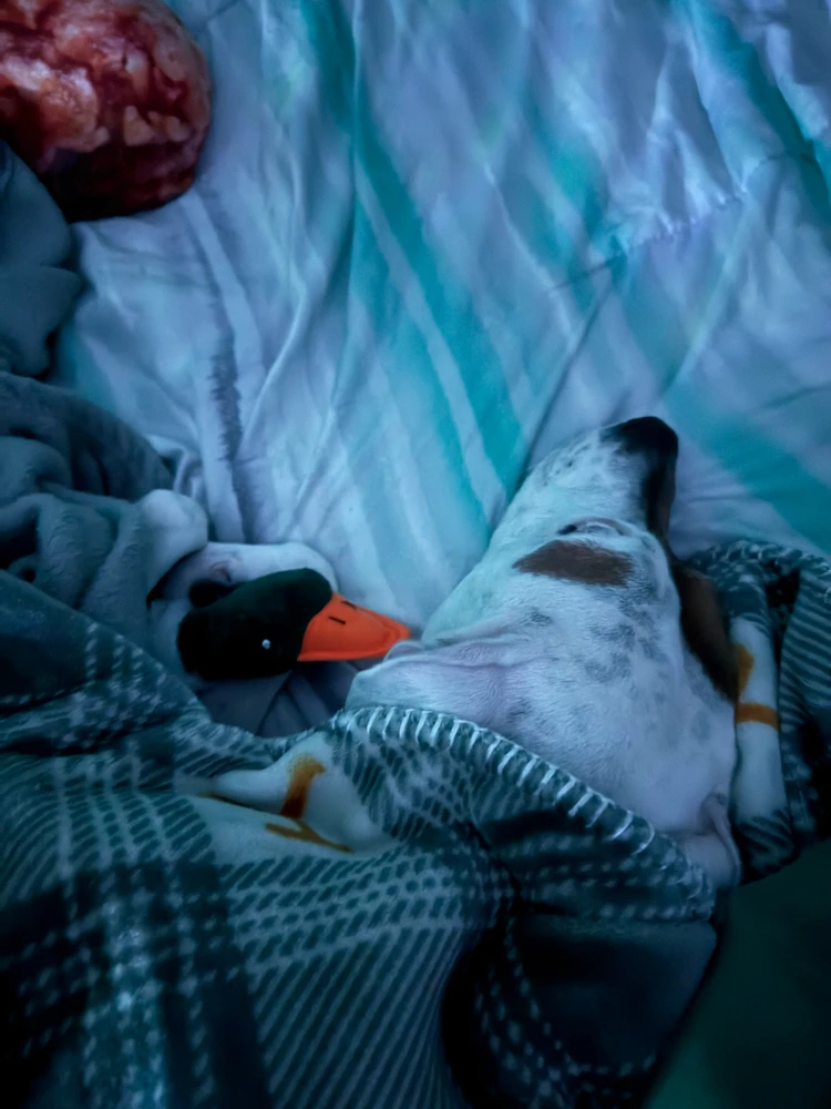 Image uploaded by Bo