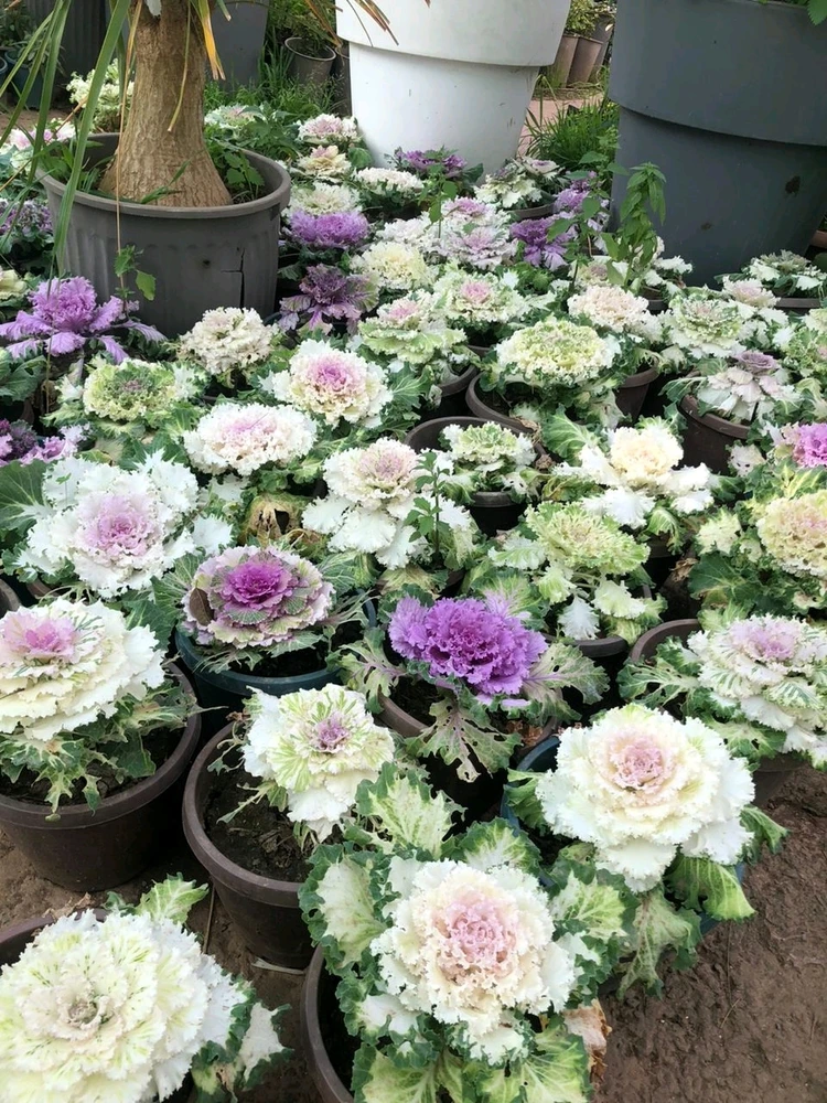 Image uploaded by RM