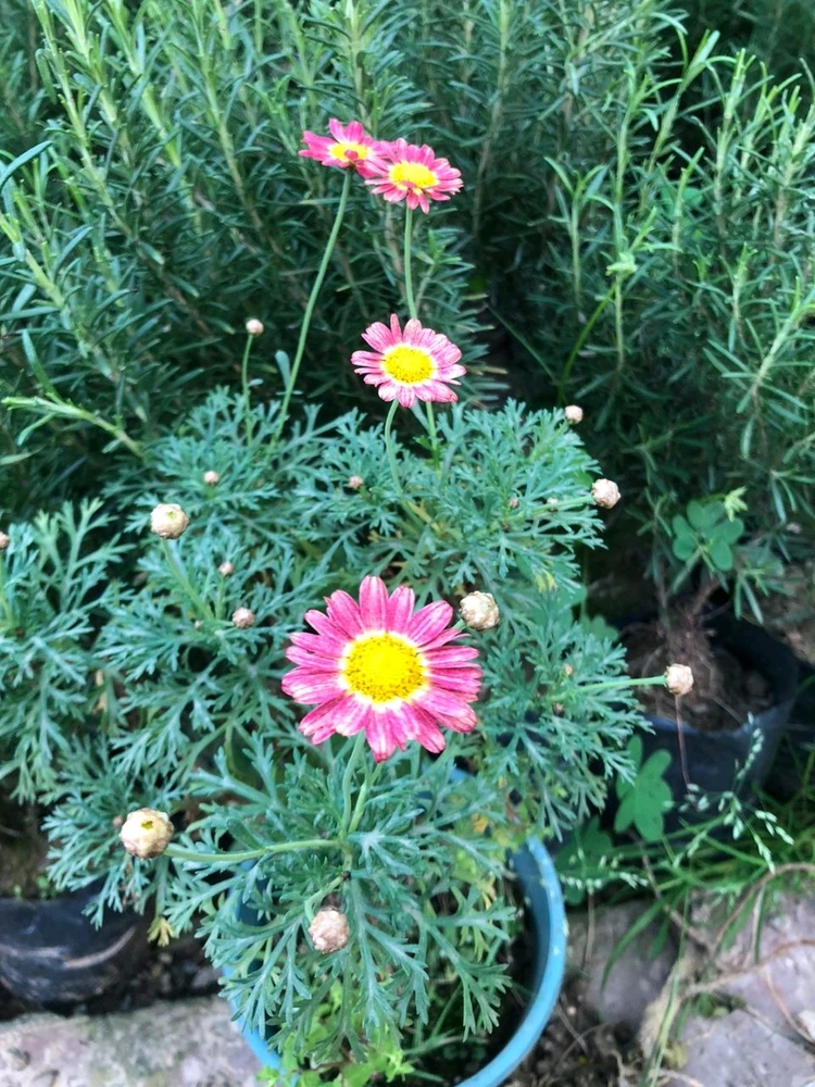 Image uploaded by RM