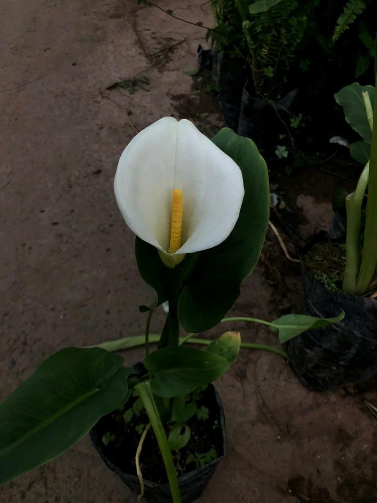 Image uploaded by RM