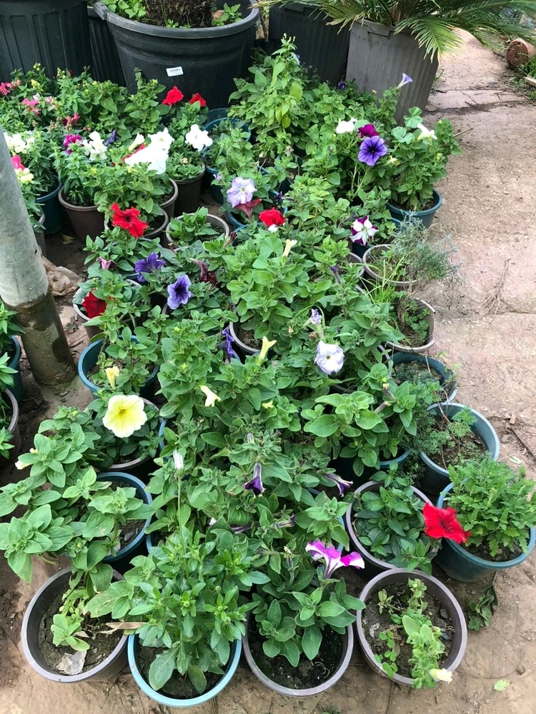 Image uploaded by RM