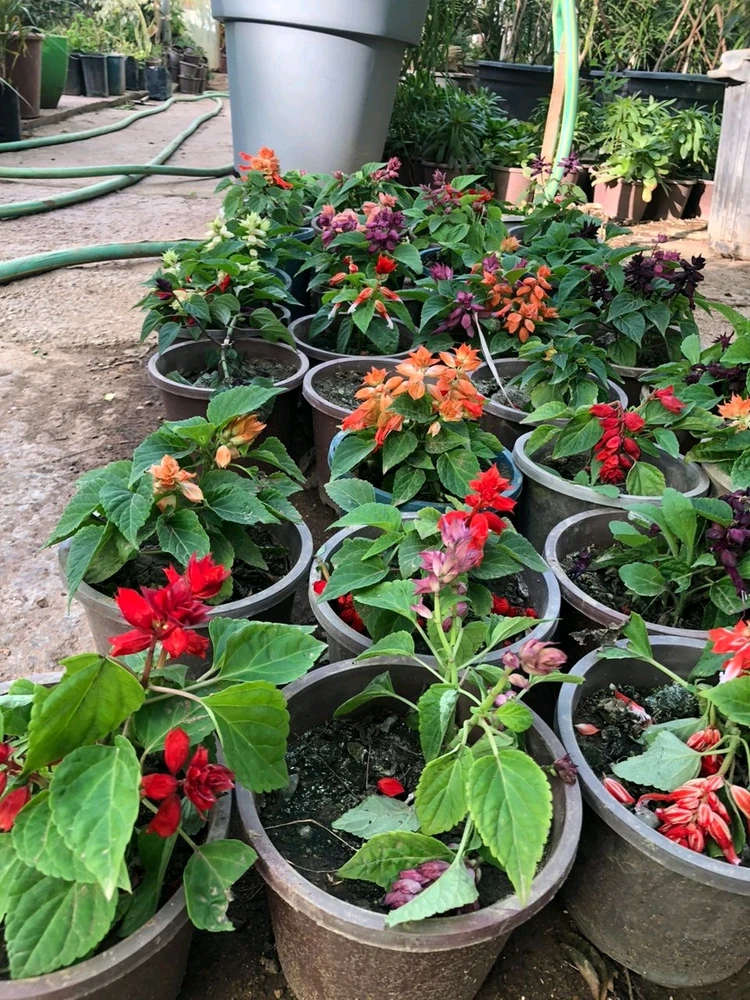 Image uploaded by RM