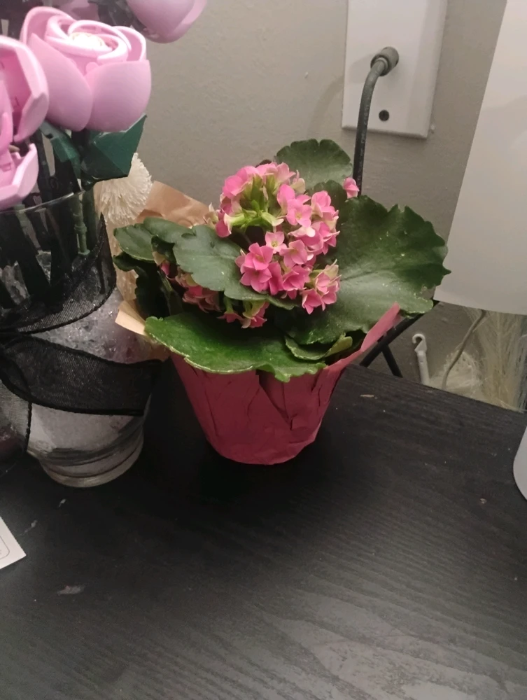 Image uploaded by Grace